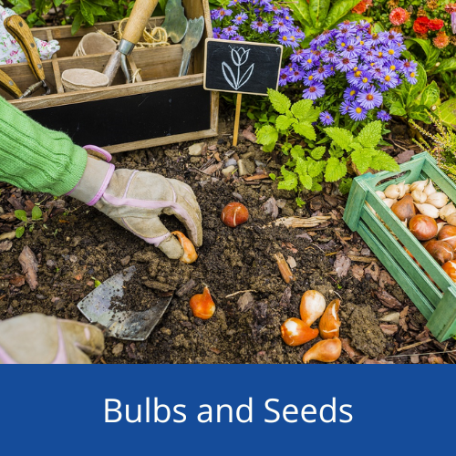 Bulbs and seeds