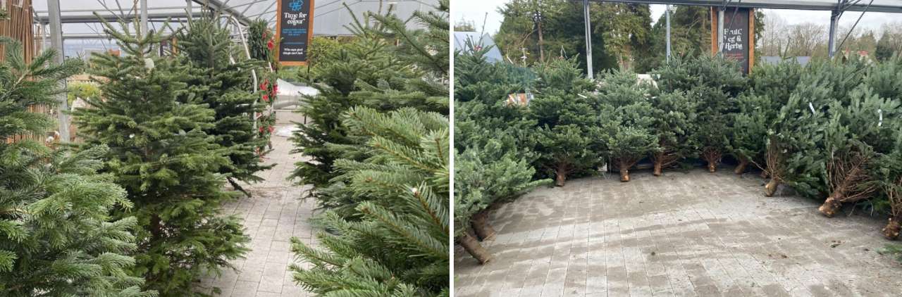 Real Christmas Trees at Fernhill Athlone
