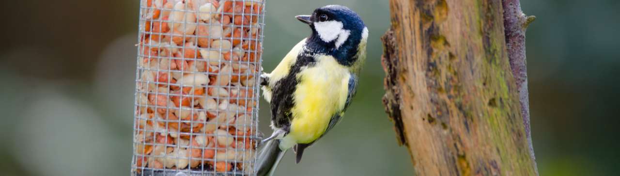 BirdWatch Ireland - Fernhill