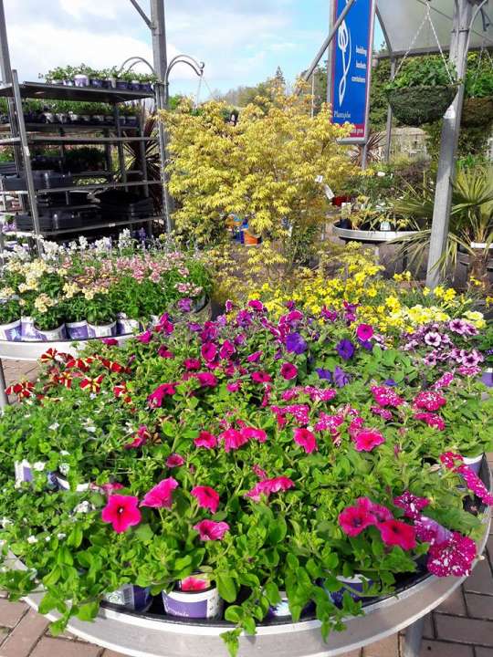 Garden Centre near Roscommon where you can buy the most amazing plants!