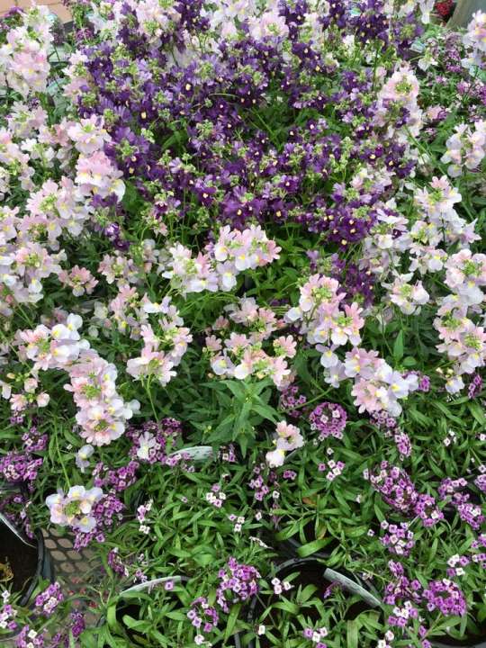 Beautiful plants in our garden centre near Mullingar Beautiful plants in our garden centre near Mullingar