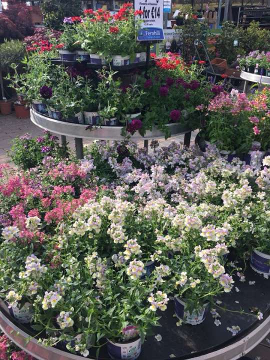 Garden Centre in Athlone where you can buy beautiful plants and flowers