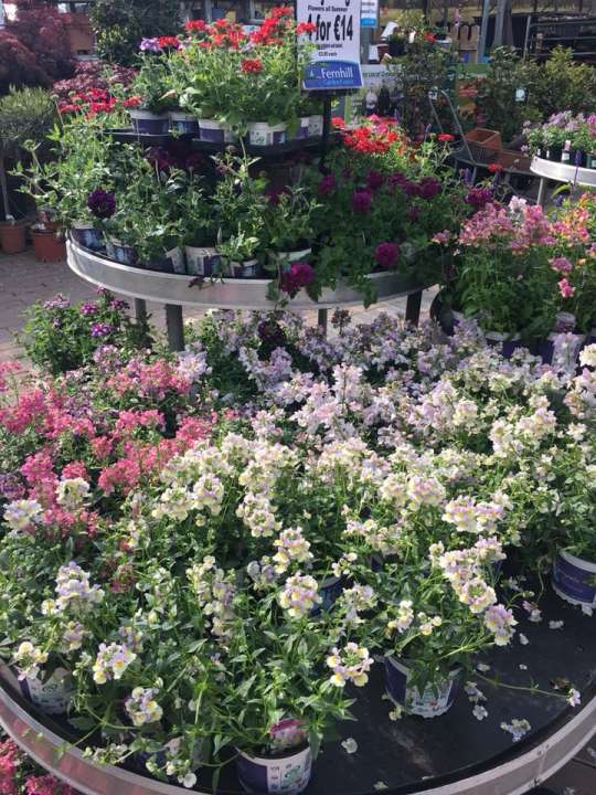 Garden Centre in Athlone where you can buy beautiful plants and flowers Garden Centre in Athlone where you can buy beautiful plants and flowers