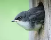 Looking after garden birds