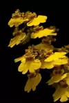 Displaying orchids Displaying orchids