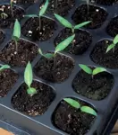 Seeds & Cuttings