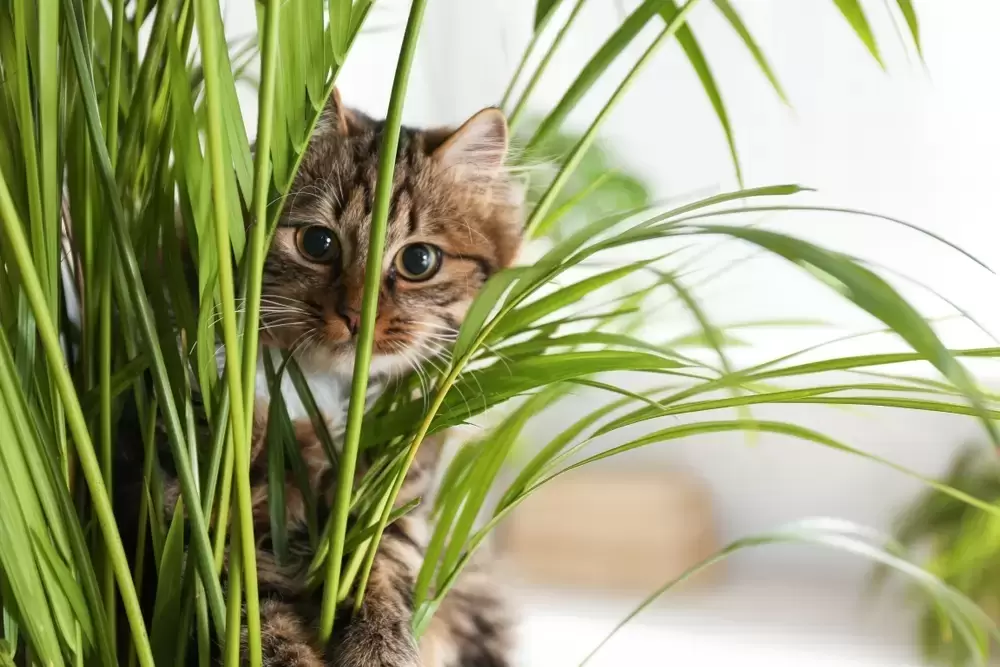 Pet Safe Indoor Trees