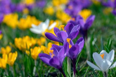 10 stunning spring bulbs to plant