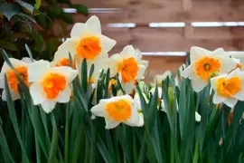 15 x gardening tips for February