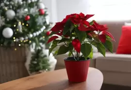 4 great indoor plants for Christmas flowers