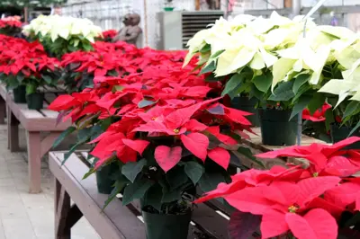 All about the poinsettia