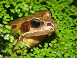 Attracting frogs into your garden
