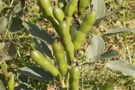 Broad bean plants