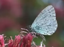 Creating your own butterfly garden