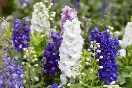 Garden plants of the moment: delphiniums, lobelia and snaps