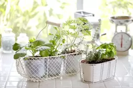 Grow herbs!