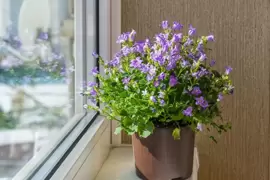 Houseplant of the month: Campanula