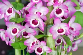 Houseplant of the month: Dendrobium