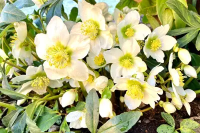 How to grow hellebores