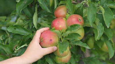 How to harvest apples and pears