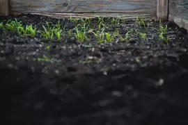 How to improve your soil at this time of year