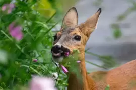 How to keep your crops safe from animals