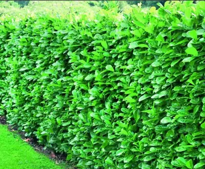 How to plant bare-root hedging