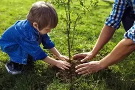 How to plant trees and shrubs?