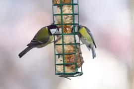 Join BirdWatch Ireland 2020/2021