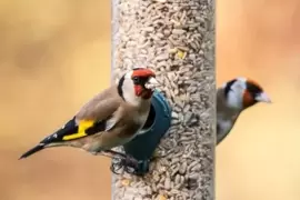 Looking after wildlife: Birds