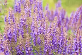July's plant of the month is the salvia