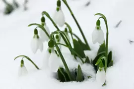 It's nearly snowdrop time