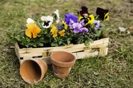 The plants of the month for March are pansies and violas