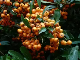 Prune pyracantha just after flowering