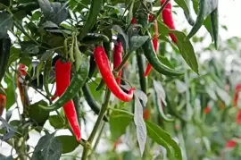 Plant of the Week: Chilli pepper