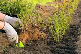 Planting bare root shrubs and trees