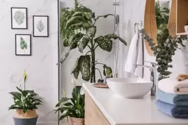 Plants that thrive in the bathroom