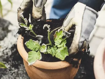 Refresh compost in pots