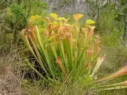 Sarracenia Plant on display in Scottish Highlands