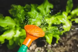Set up an automatic watering system