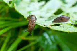 Slug and Snails