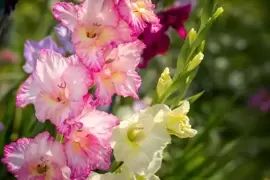 Summer flowers for a stunning garden