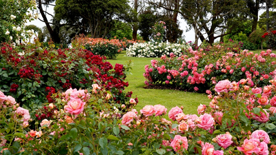 The best roses for your garden