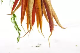 Thin carrots you sowed earlier this spring