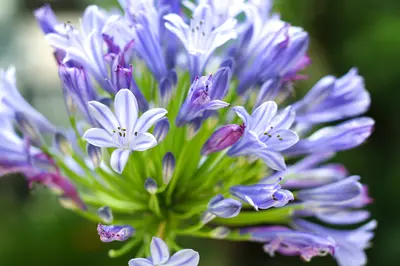 Top 5 drought tolerant plants
