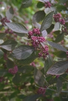 Berrying shrubs