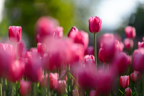 buy plants in Ireland plants in Ireland
