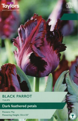 10 P/P X 5 TULIP BLACK PARROT 11-12