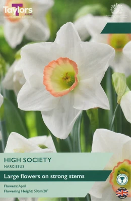 10 P/P X 6 NARCISSUS HIGH SOCIETY 12-14