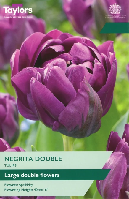 10 P/P X 6 TULIP NEGRITA DOUBLE 11-12